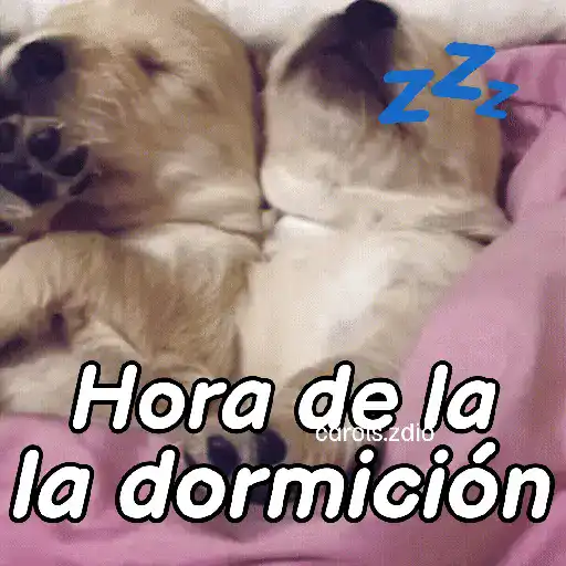 A mimir 💤 Perros 🐶😴