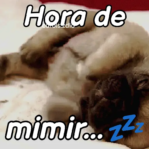 A mimir 💤 Perros 🐶😴