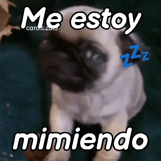 A mimir 💤 Perros 🐶😴