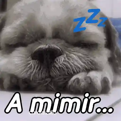A mimir 💤 Perros 🐶😴 preview