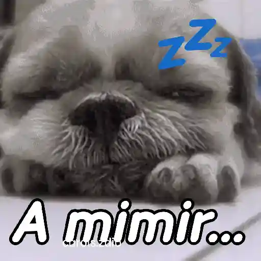 A mimir 💤 Perros 🐶😴