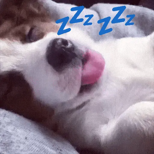 A mimir 💤 Perros 🐶😴