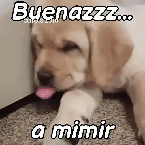 A mimir 💤 Perros 🐶😴