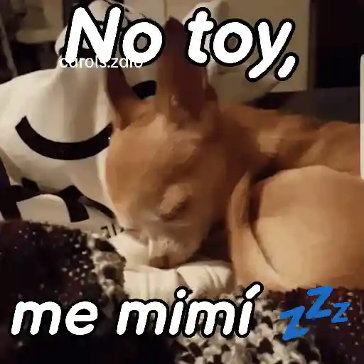 A mimir 💤 Perros 🐶😴