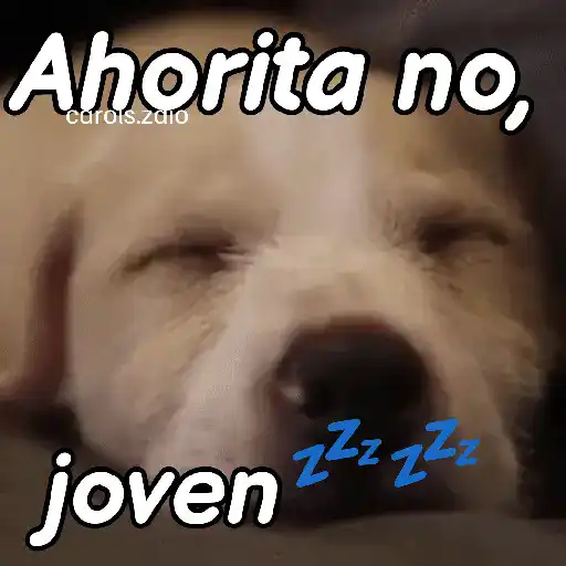 A mimir 💤 Perros 🐶😴 preview