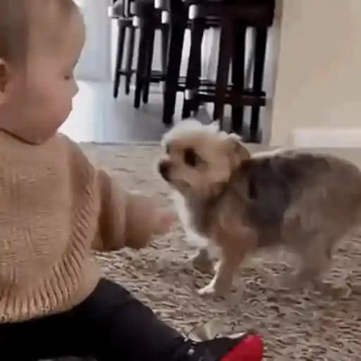 Bebés divertidos 👶🏼