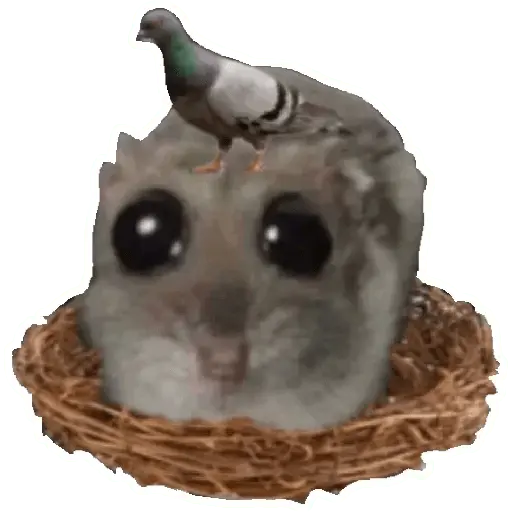 Rata triste Hámster Memes 🐭🐹