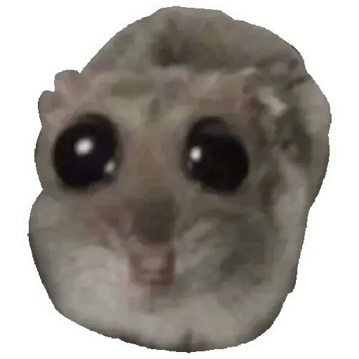 Rata triste Hámster Memes 🐭🐹