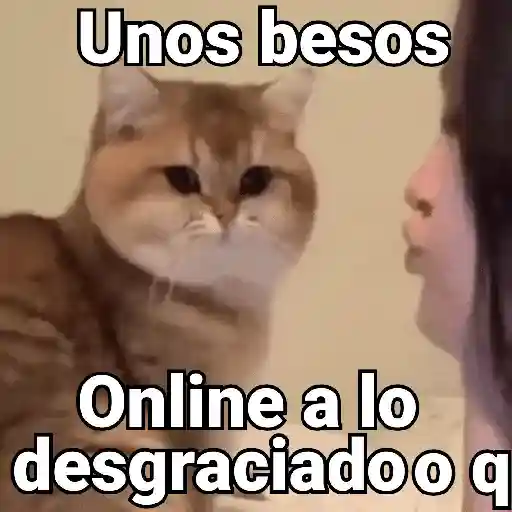 Gatos pa Responder 2🐱🌼