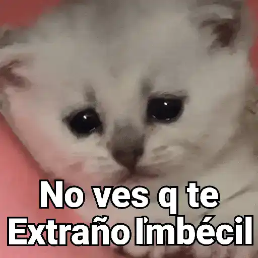 Gatos pa Responder 2🐱🌼