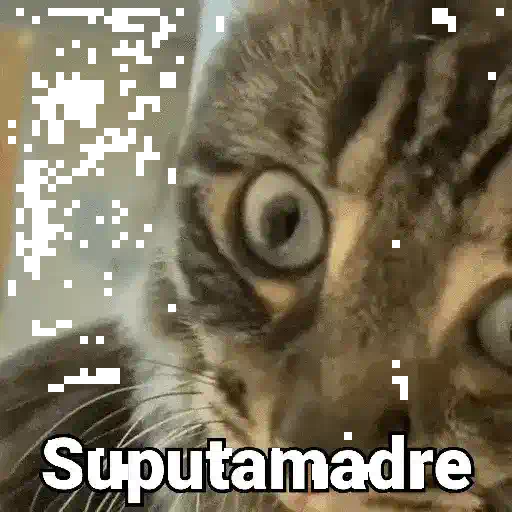 Gatos pa Responder 2🐱🌼 preview