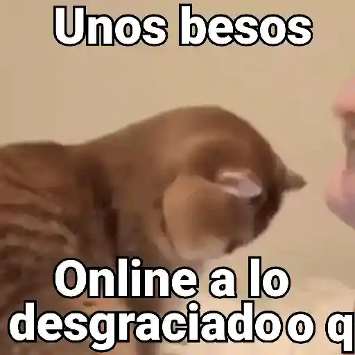 Gatos pa Responder 2🐱🌼 preview