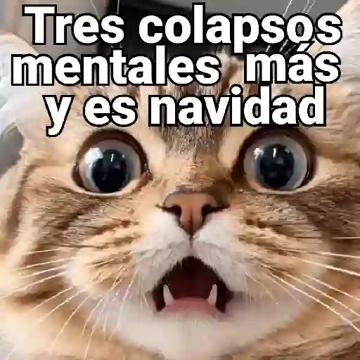 Gatos pa Responder 2🐱🌼