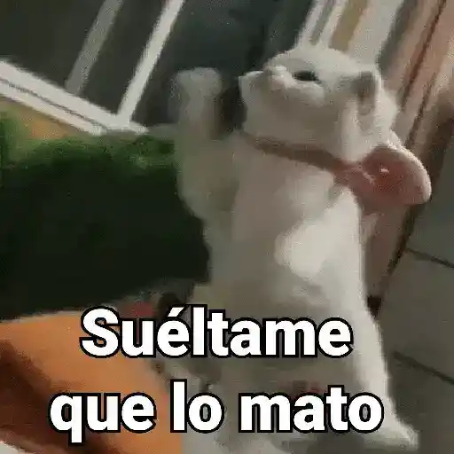 Gatos pa Responder 2🐱🌼