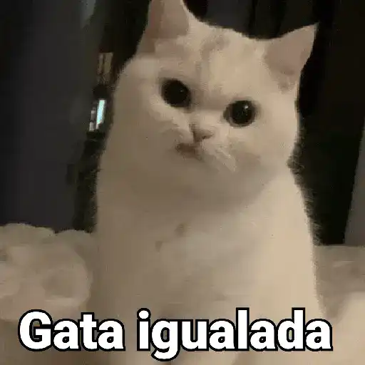Gatos pa Responder 2🐱🌼