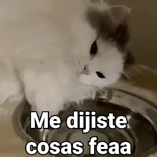 Gatos pa Responder 2🐱🌼 preview