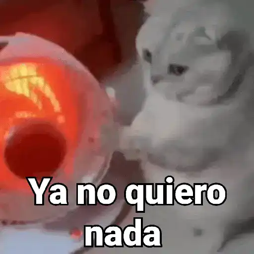 Gatos pa Responder 2🐱🌼