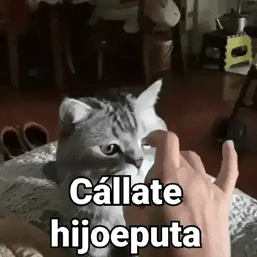 Gatos pa Responder 2🐱🌼