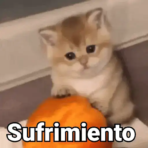 Gatos pa Responder 2🐱🌼