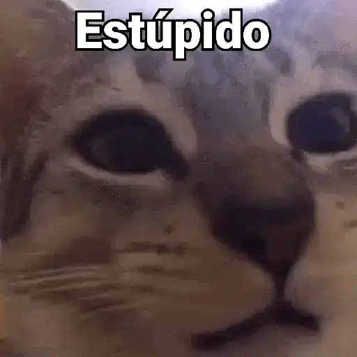 Gatos pa Responder 2🐱🌼