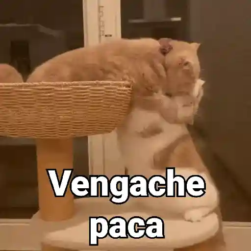Gatos pa Responder 2🐱🌼