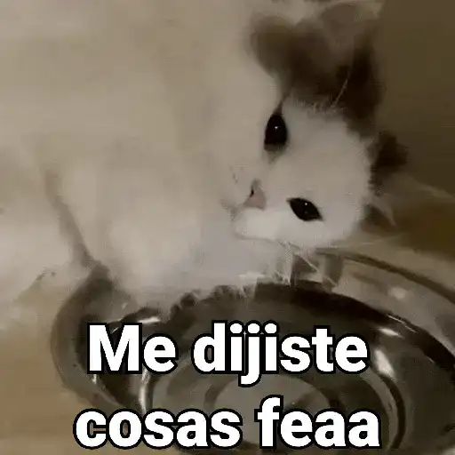Gatos pa Responder 2🐱🌼