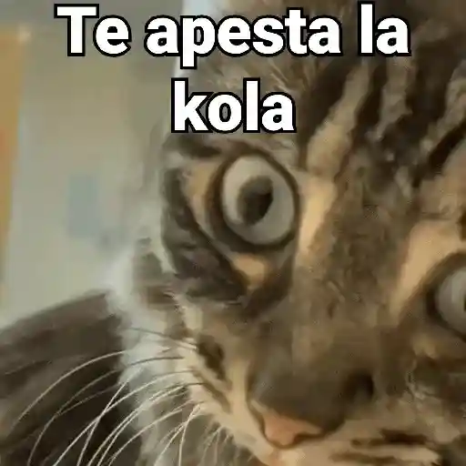 Gatos pa Responder 2🐱🌼 preview