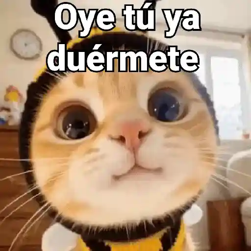 Gatos pa Responder 2🐱🌼