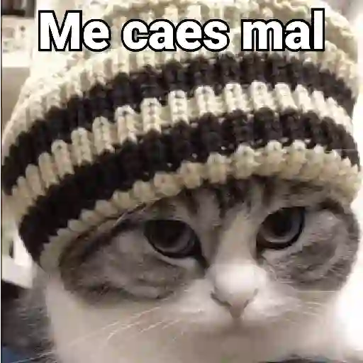 Gatos pa Responder 2🐱🌼