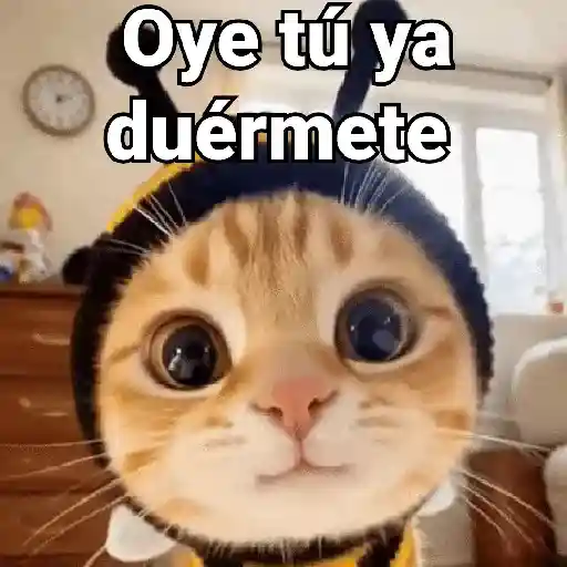 Gatos pa Responder 2🐱🌼 preview