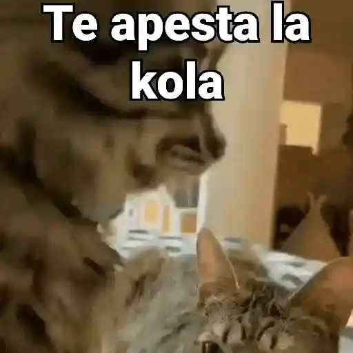 Gatos pa Responder 2🐱🌼