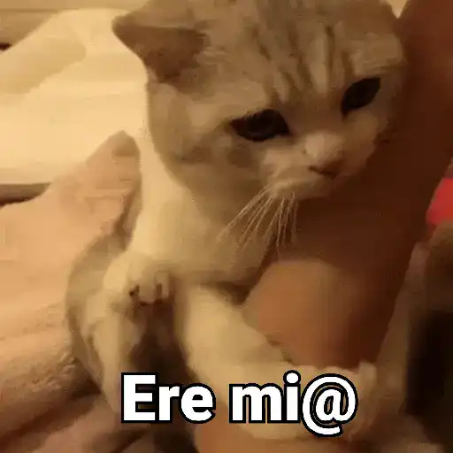 Gatos pa Responder 2🐱🌼