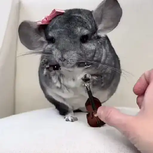 Rata triste de TikTok Meme😞🐭🐁