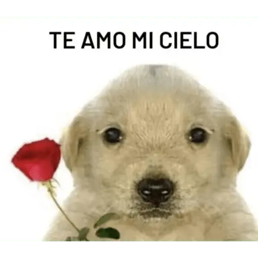 Mis pegatinas