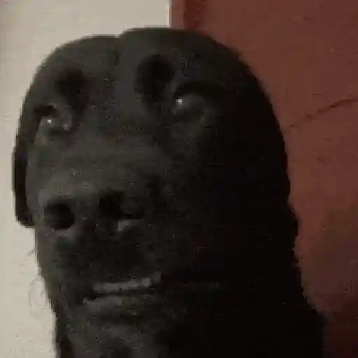 🌈🐕Reaccion Perros Pal Chat🐕🌈