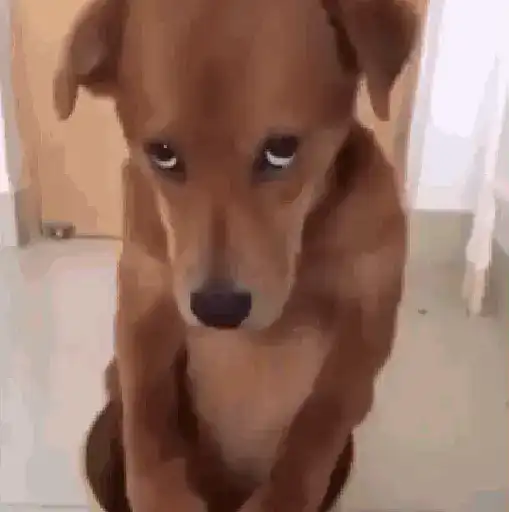 🌈🐕Reaccion Perros Pal Chat🐕🌈