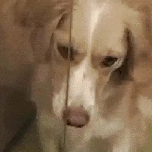 🌈🐕Reaccion Perros Pal Chat🐕🌈