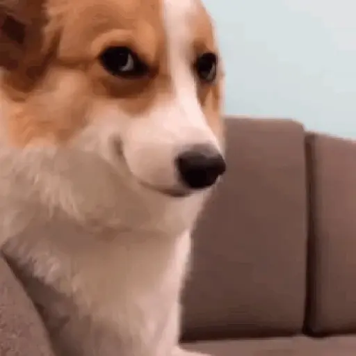 🌈🐕Reaccion Perros Pal Chat🐕🌈