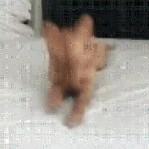 🌈🐕Reaccion Perros Pal Chat🐕🌈