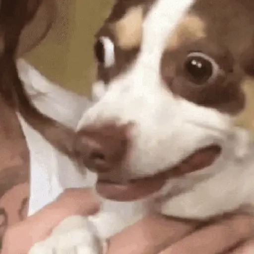 🌈🐕Reaccion Perros Pal Chat🐕🌈