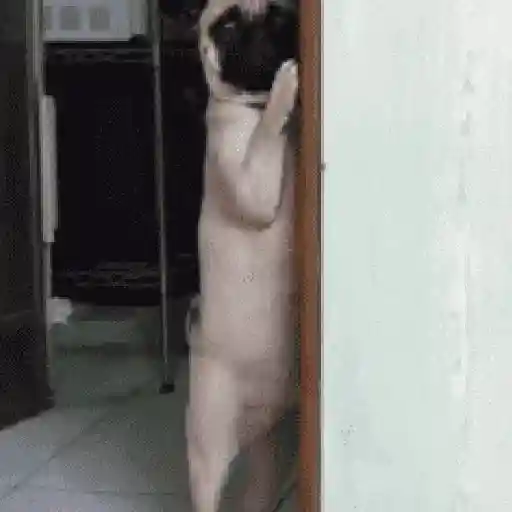 🌈🐕Reaccion Perros Pal Chat🐕🌈