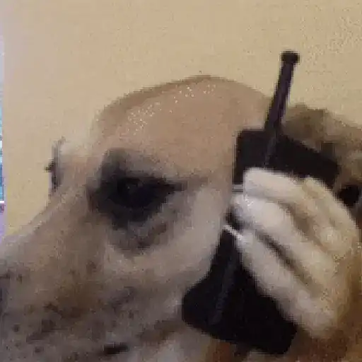 🌈🐕Reaccion Perros Pal Chat🐕🌈