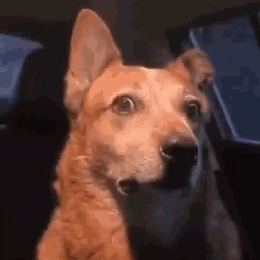 🌈🐕Reaccion Perros Pal Chat🐕🌈