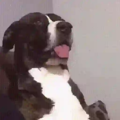 🌈🐕Reaccion Perros Pal Chat🐕🌈