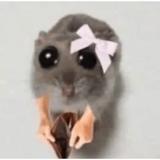 Rata Triste-Memes🐭🥹✨