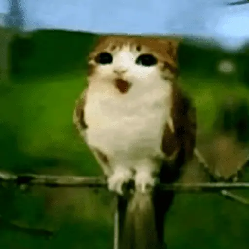 Meowl 🐱Gatos michis 🐾