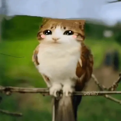 Meowl 🐱Gatos michis 🐾
