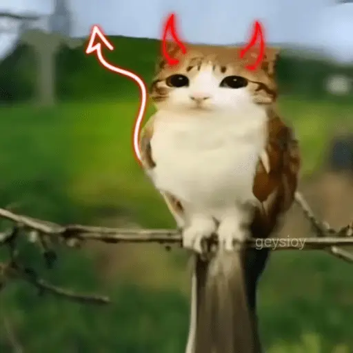 Meowl 🐱Gatos michis 🐾