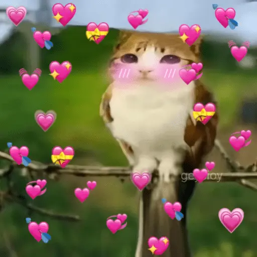 Meowl 🐱Gatos michis 🐾
