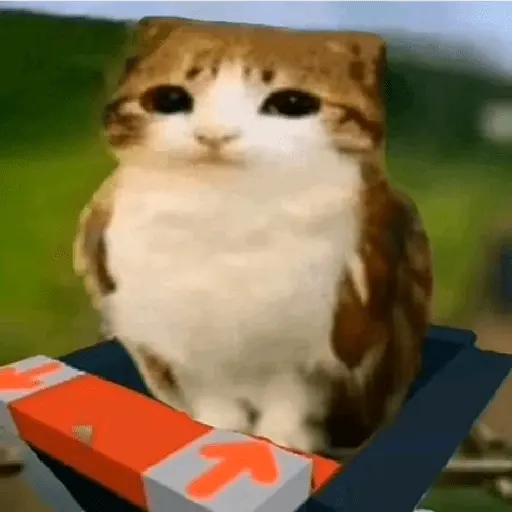 Meowl 🐱Gatos michis 🐾